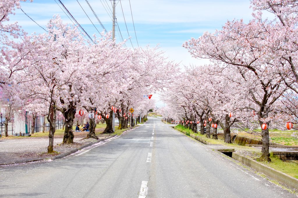 近隣には桜の名所がたくさんあります。タクシーで少し回り道をして桜並木を走ってみませんか？乗務員にお申し付けください。